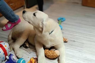 Prvních 10 dní se zlatým retrívrem. Něco mezi „nejlepší rozhodnutí“ a „náš život skončil“ - Médium.cz